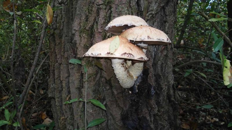Riconoscimento fungo